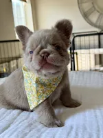 Brownie Fluffy , a female French Bulldog for sale in Riverside, CA – 7 of 9