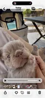 Brownie, a female French Bulldog for sale in Riverside, CA – 6 of 6