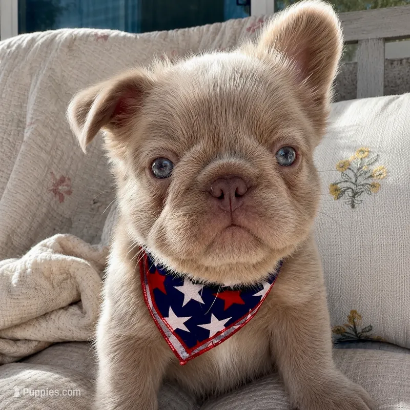 Brownie – French Bulldog puppy for sale in Riverside, CA
