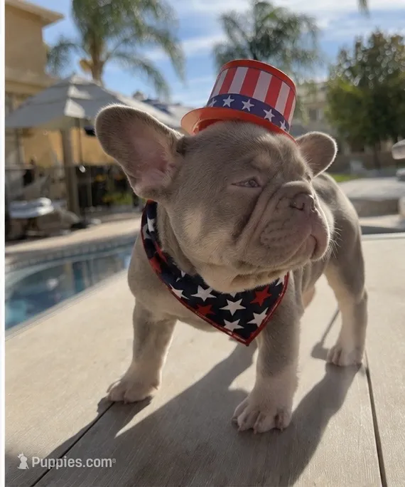Asher – French Bulldog puppy for sale in Riverside, CA