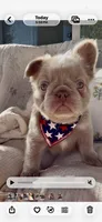 Brownie Fluffy , a female French Bulldog for sale in Riverside, CA – 6 of 9