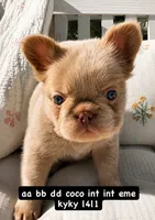 Brownie, a female French Bulldog for sale in Riverside, CA – 2 of 6