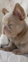 Brownie Fluffy , a female French Bulldog for sale in Riverside, CA – 2 of 9