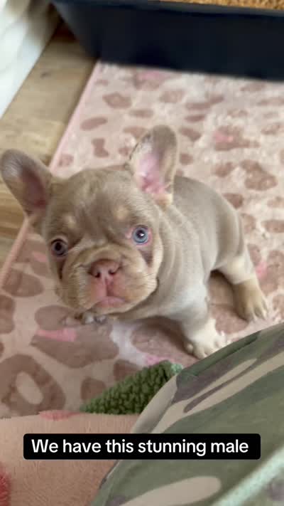 Asher, a male French Bulldog for sale in Riverside, CA – 4 of 4