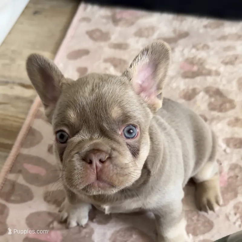 Asher – French Bulldog puppy for sale in Riverside, CA