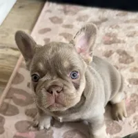Asher, a male French Bulldog for sale in Riverside, CA – 1 of 4