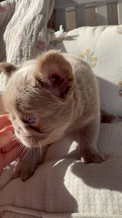 Brownie, a female French Bulldog for sale in Riverside, CA – 4 of 6
