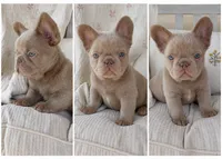 Brownie Fluffy , a female French Bulldog for sale in Riverside, CA – 9 of 9