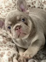 Asher, a male French Bulldog for sale in Riverside, CA – 3 of 4