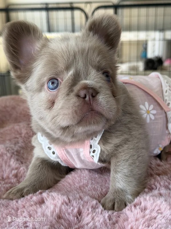 Brownie – French Bulldog puppy for sale in Riverside, CA