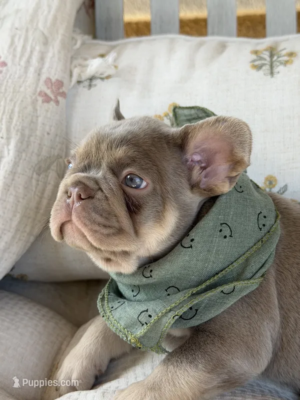 Asher – French Bulldog puppy for sale in Riverside, CA