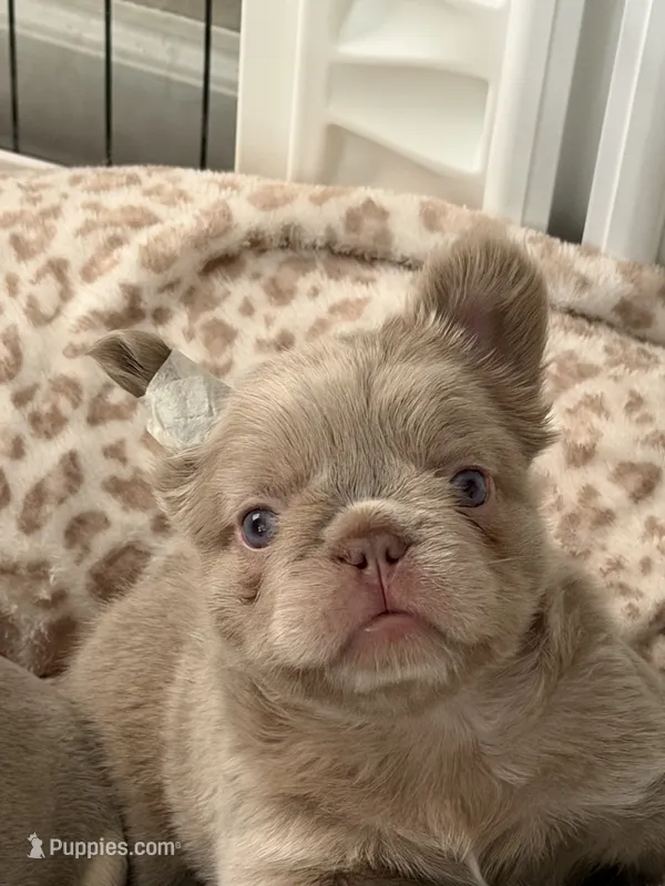 Brownie – French Bulldog puppy for sale in Riverside, CA
