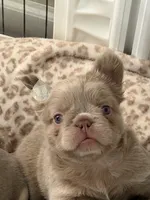 Brownie, a female French Bulldog for sale in Riverside, CA – 1 of 6