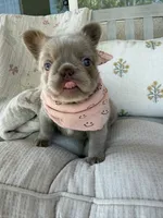 Brownie Fluffy , a female French Bulldog for sale in Riverside, CA – 8 of 9