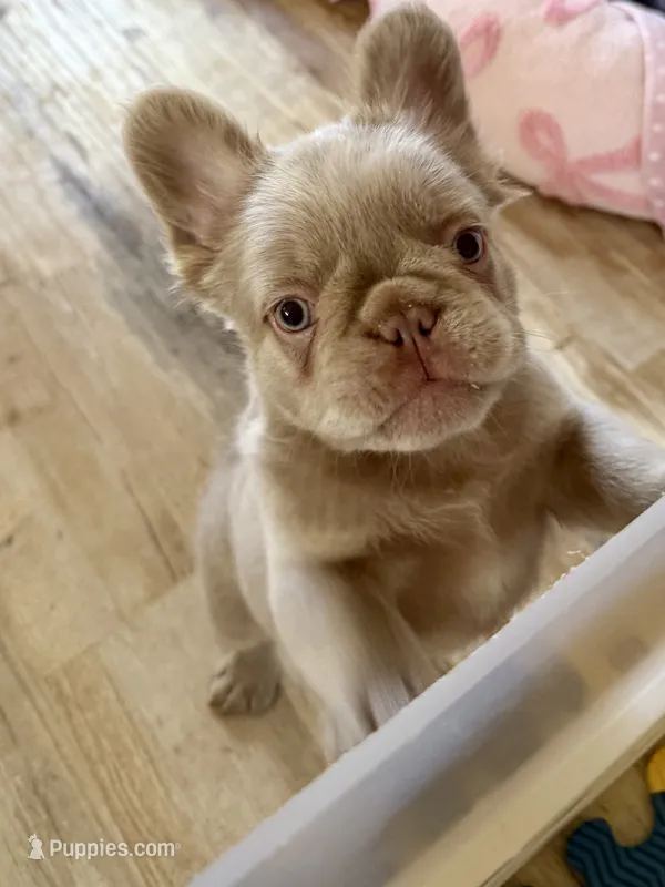 Brownie Fluffy  – French Bulldog puppy for sale in Riverside, CA