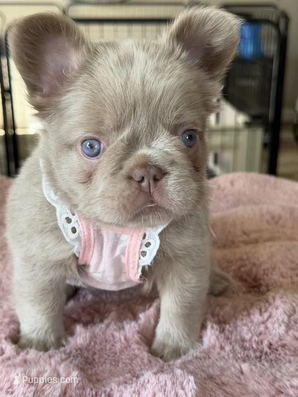 Brownie – French Bulldog puppy for sale in Riverside, CA