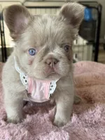 Brownie Fluffy , a female French Bulldog for sale in Riverside, CA – 5 of 9