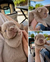 Brownie, a female French Bulldog for sale in Riverside, CA – 5 of 6