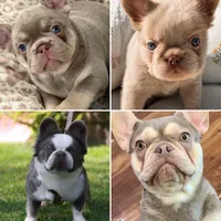 Brownie, a female French Bulldog for sale in Riverside, CA – 3 of 6