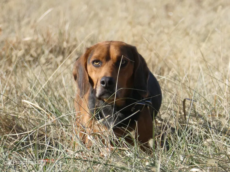 Maverick – Beagle puppy for sale in El Paso, IL