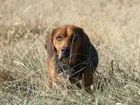 Maverick, a male Beagle for sale in El Paso, IL – Photo 1 of 3