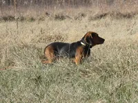 Maverick, a male Beagle for sale in El Paso, IL – Photo 3 of 3