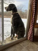 Joe, a male Great Dane for sale in El Paso, IL – Photo 6 of 8