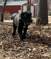 Joe, a male Great Dane for sale in El Paso, IL – Photo 2 of 8