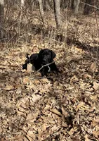 Joe, a male Great Dane for sale in El Paso, IL – Photo 3 of 8