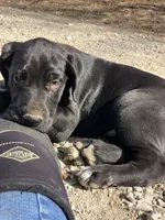 Joe, a male Great Dane for sale in El Paso, IL – Photo 4 of 8