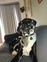 Joe, a male Great Dane for sale in El Paso, IL – Photo 8 of 8