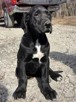 Joe, a male Great Dane for sale in El Paso, IL – Photo 1 of 8