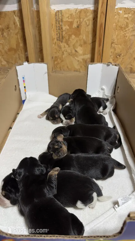 Litter Born October 2nd