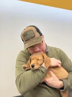 Murphy , a male Golden Retriever for sale in Grand Rapids, MI – Photo 7 of 7
