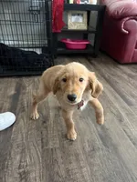 Murphy , a male Golden Retriever for sale in Grand Rapids, MI – Photo 6 of 7