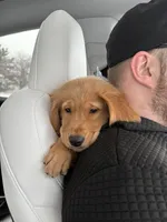 Murphy , a male Golden Retriever for sale in Grand Rapids, MI – Photo 5 of 7