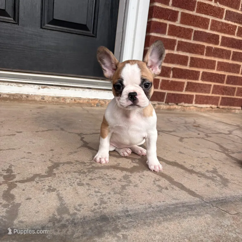 Cora – French Bulldog puppy for sale in Wichita Falls, TX