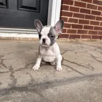 Bella, a female French Bulldog for sale in Wichita Falls, TX – Photo 2 of 2