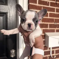Bella, a female French Bulldog for sale in Wichita Falls, TX – Photo 1 of 2