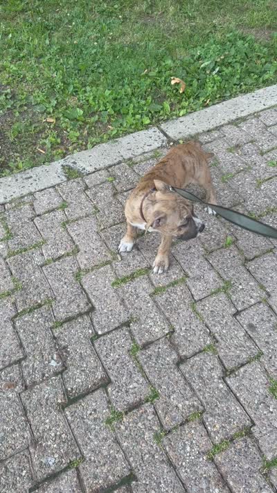 Tiger, a male American Bully for sale in Queens, NY – 5 of 6