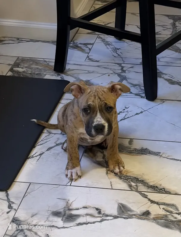 Tiger – American Bully puppy for sale in Queens, NY