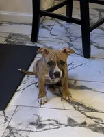 Tiger, a male American Bully for sale in Queens, NY – 1 of 6