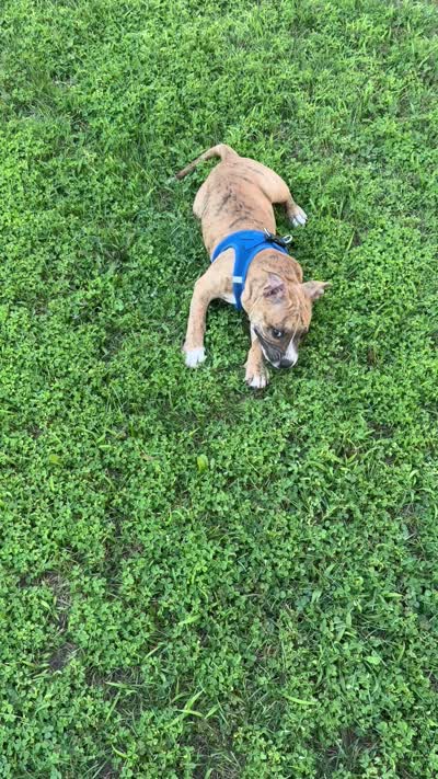 Tiger, a male American Bully for sale in Queens, NY – 6 of 6