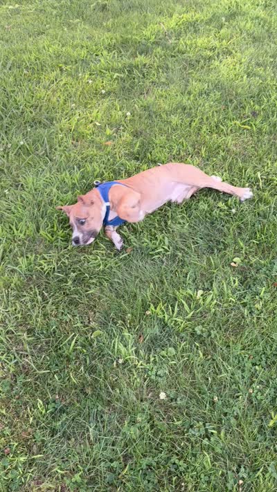 Tiger, a male American Bully for sale in Queens, NY – 4 of 6
