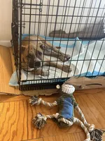 Tiger, a male American Bully for sale in Queens, NY – 3 of 6