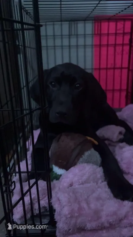 Oakley – Plott, Labrador Retriever puppy for sale in Mason City, IA