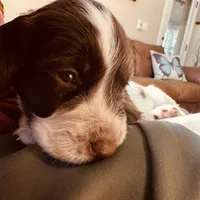 Mickey, a  English Springer Spaniel for sale in Broomfield, CO – 2 of 5