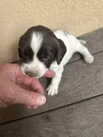 Yeti, a female English Springer Spaniel for sale in Broomfield, CO – 7 of 8