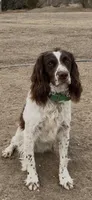 Tater, a female English Springer Spaniel for sale in Broomfield, CO – 9 of 10