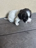 Yeti, a female English Springer Spaniel for sale in Broomfield, CO – 6 of 8